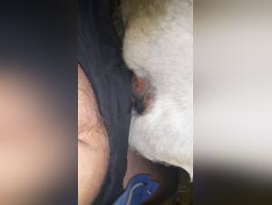 bestialitat zwischen frau und hund