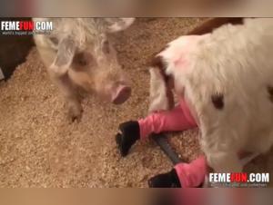 Video of Bestiality with a Dog