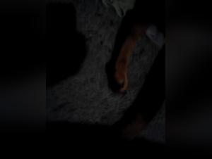 Forbidden Meeting: Woman and Dog