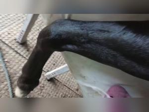 Horse bestiality: an extreme sex scene