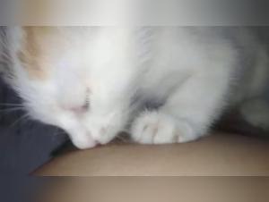 Woman gives milk to a dog in a zoophilia scene