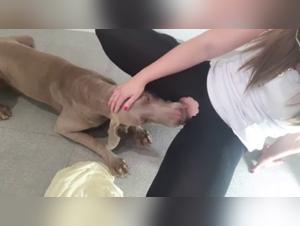 Dominant woman facing a dog