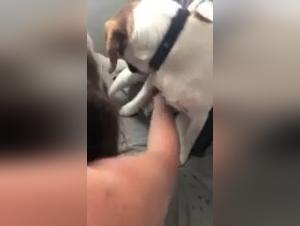 Hard threesome with a woman and two dogs