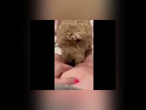 Submissive wife and her dog: a beastly video not to be missed