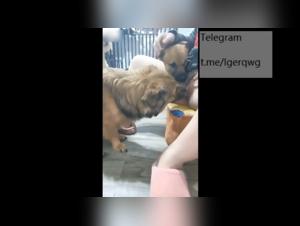 Asian woman subjected to horny dogs - Bestiality sex video