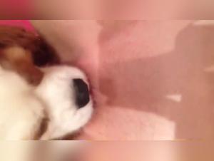 Enjoying with the Dog's Tongue