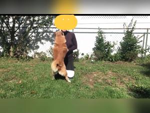 Videos de bestialidad intensa con animales