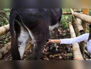 Alison and the horses: a story of bestiality and extreme