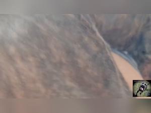 Tickzoo Porno: Dulce lascia scodinzolare il suo cane per una doccia con acqua salata