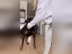 Passionate fight with a rottweiler