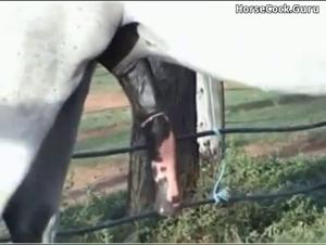 Compilation of horses with lewd behavior