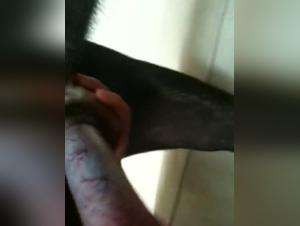 Asian woman and her dog: a zoophilia video not to be missed