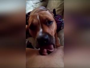 Real Animal Orgasms Compilation - Bestiality Sex Videos