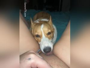 Bestiale of Slut and Dog Fuck Intense