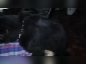 Vidéo de Sexe avec Chien - Zoophilie Extrême