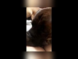 Zoophilia video with a dog