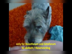 Intense moments of pleasure with man's faithful friend