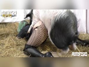 Unexpected encounter: Zoophilia and sex with a dog