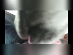 Outdoor bestiality sex video: teen girl and dog