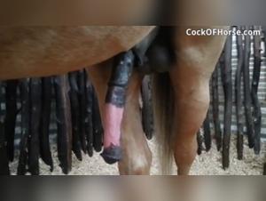 Zoophilia video with a horse