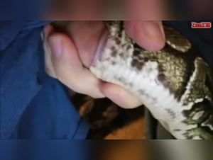 Woman and Serpent: A Forbidden Encounter