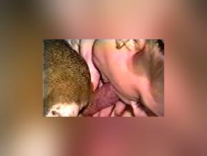 iCarly and her dog: a forbidden love story