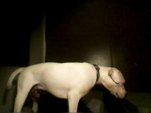 Bestiality: Woman and dog in a shocking video