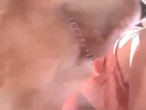 Femme Mûre et Son Compagnon à Quatre Pattes: Une Vidéo de Sexe Bestialité à ne Pas Manquer