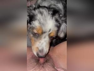 Dog Sex Videos That Will Make You Shiver