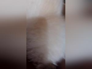 Curious woman and dog in bestiality sex video