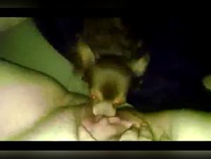 Bestiality sex video: dog licking pussy