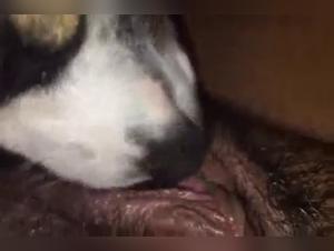 Innocent little dog can't resist human flesh