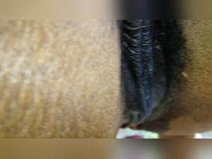 uncensored animal fury unleashed