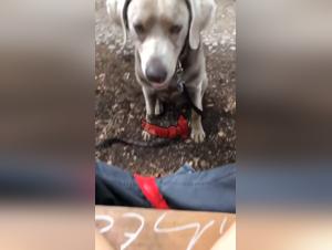 Naughty Walk with My Best Friend on Four Legs