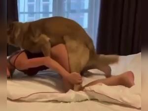 Best Zoophilia Sex Videos Online