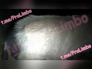 Pigs and dogs in hardcore bestiality scenes