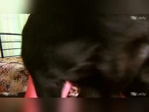 Lesbian women at risk of animal fellatio