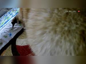 Beautiful teen in shocking bestiality video