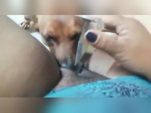 Femme brésilienne et son chien : une vidéo de bestialité choquante