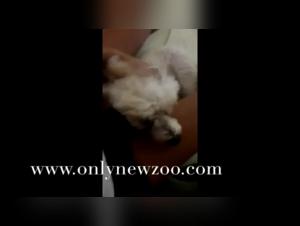 Teenage Girl and Dog - Bestial Sex Video