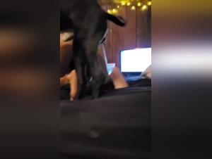 mexzoo bestialzoo zooskool