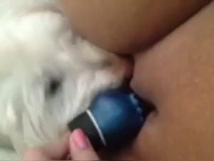 Vidéo de Sexe avec un Chien