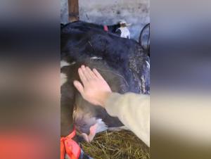 mi perro me toma en levrette