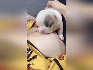 Woman Breastfeeds Her Dog - Shocking Video