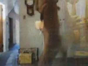 Miss Knotty and her bestial adventure