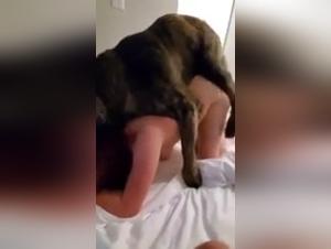Unfaithful wife and bestiality: a shocking video