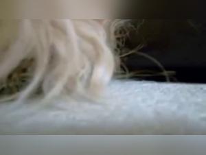 Bestiality and zoophilia: a woman subdues her dog