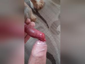 zoo bestiality zooskool