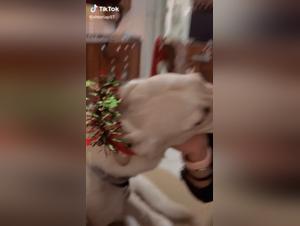 A Beastly Encounter: Love Kiss with a Dog