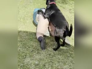 Bestiality sex: a woman and a dog in the garden